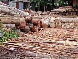 Hutan Kampar Digasak, Diduga Sawmill Ilegal Berjalan Lancar dengan Pelicin Oknum