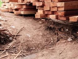 4 Titik Gudang Sawmill Ilegal di Kampar: Upaya Pembungkaman Media, Oknum Wartawan Diduga Jadi Tameng Mafia Kayu