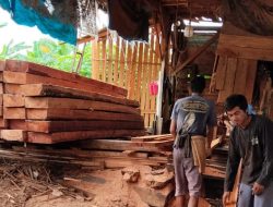 Sawmill Ilegal di Kampar Diduga Kebal Hukum, APH Dinilai Tutup Mata, Penegakan Hukum Terkesan Tebang Pilih. 