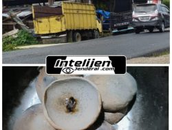 Dugaan Penampungan Kayu dan Pembakaran Emas Ilegal Serta Aktivitas Ilegal Mining, Kembali Terpantau Aktif