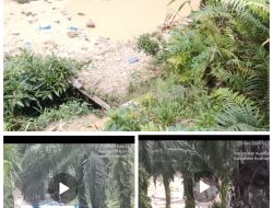 Aktivitas PETI Kembali Marak di Kawasan HPT Tanjung Medang yang Telah Disegel Satgas PKH, Penegakan Hukum Dipertanyakan