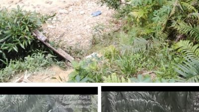 Aktivitas PETI Kembali Marak di Kawasan HPT Tanjung Medang yang Telah Disegel Satgas PKH, Penegakan Hukum Dipertanyakan