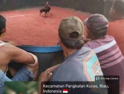 Diduga Praktik Perjudian Sabung Ayam Bebas Beroperasi di Pelalawan, Taruhan Capai Puluhan Juta Rupiah