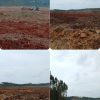 Diduga Abaikan Putusan Mahkamah Agung, PT Arara Abadi Masih Lakukan Penumbangan di Lahan Sengketa