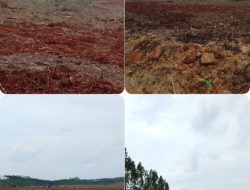 Diduga Abaikan Putusan Mahkamah Agung, PT Arara Abadi Masih Lakukan Penumbangan di Lahan Sengketa