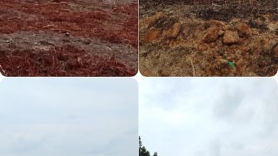 Diduga Abaikan Putusan Mahkamah Agung, PT Arara Abadi Masih Lakukan Penumbangan di Lahan Sengketa