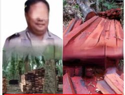 Dugaan Keterlibatan Oknum Polri Junaidi S (JS) Dalam Aktivitas Penebangan Kayu Ilegal, Kembali Disorot 