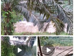 Sudah Viral Berbulan-bulan, PETI di Sentajo Raya Kuansing Masih Bebas Beroperasi: APH Tutup Mata?