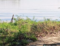 DARURAT LINGKUNGAN: PETI KEMBALI MENGGANAS DI SUNGAI BATANG KUANTAN