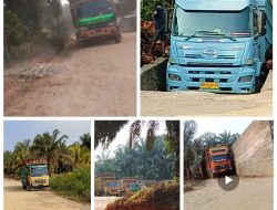 Dugaan TBS dari Wilayah Tesso Nilo Mengalir ke PKS KSP Kuansing, Aparat Diminta Telusuri Rantai Pasok