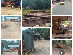 Police Line Pernah Dipasang di Sejumlah Sawmill Kayu di Kuantan Mudik, Terekam Masih Beraktivitas, Ada Apa?