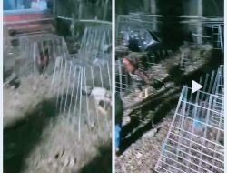 Sabung Ayam di Dilaporkan ke Redaksi, Kapolsek Kuantan Mudik Akan Lakukan Penyelidikan